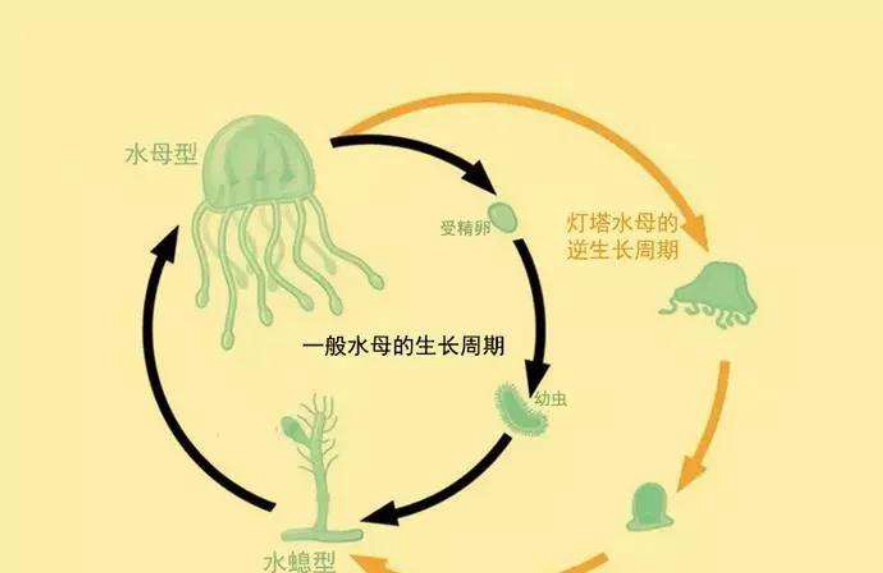 ��������ձ�ѡ�����˥�ϣ��������������⾿����Ϊʲô��