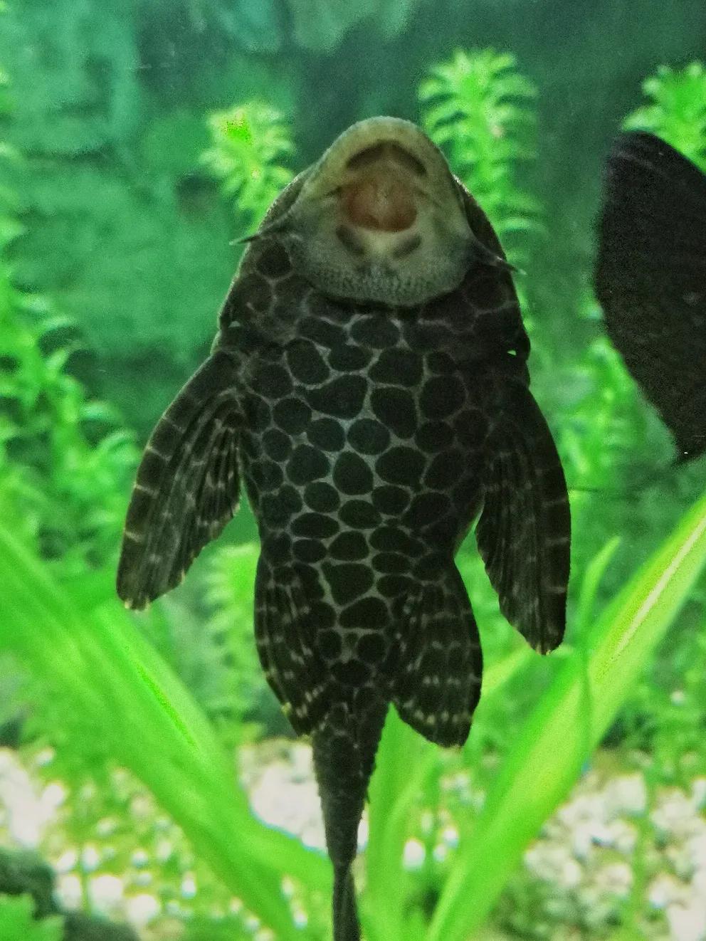 吃魚屎的魚,吃魚屎的魚哪種最好