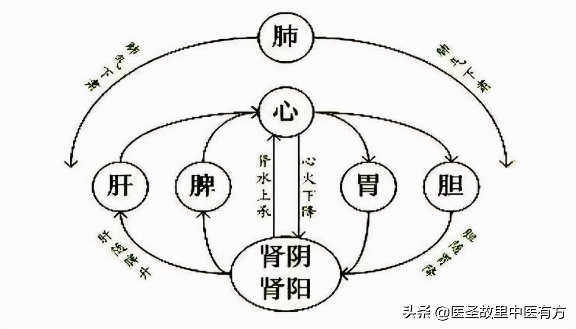 补肾鼻祖药：金匮肾气丸，化气行水、温肾补阳，专治肾虚肢冷之症