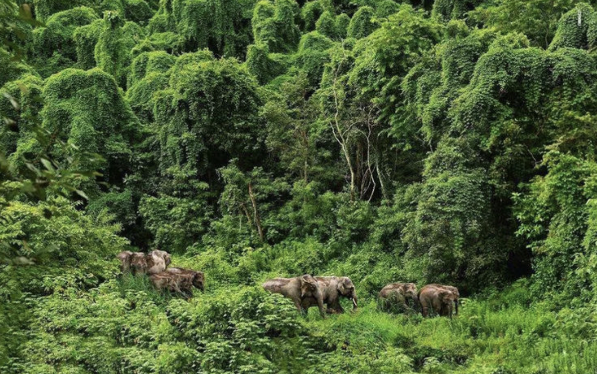 灭绝多年的生物频繁出现，地球怎么了？科学家面露担忧之色