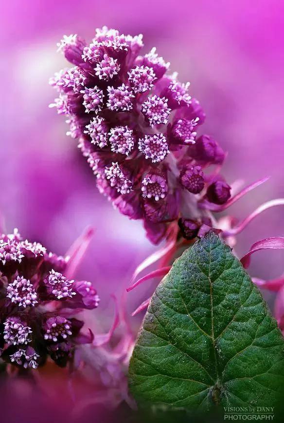 花的图片大全大图60种罕见鲜花欣赏