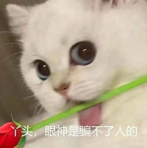 猫咪拿玫瑰示爱表情包图片 眼神骗不了人