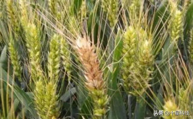 河南8个抗病小麦品种，来啦！无高感病害“保底”抗减产