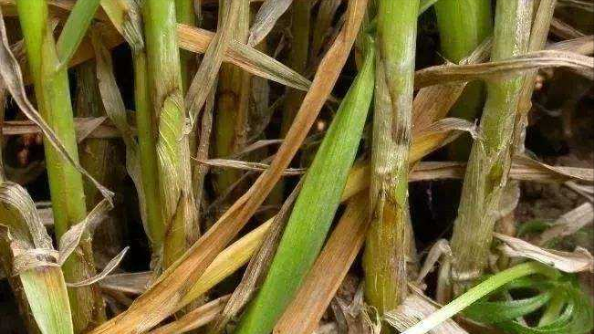 第11期/ 2022年小麦“两病”呈重发态势？用两遍TA前防后治