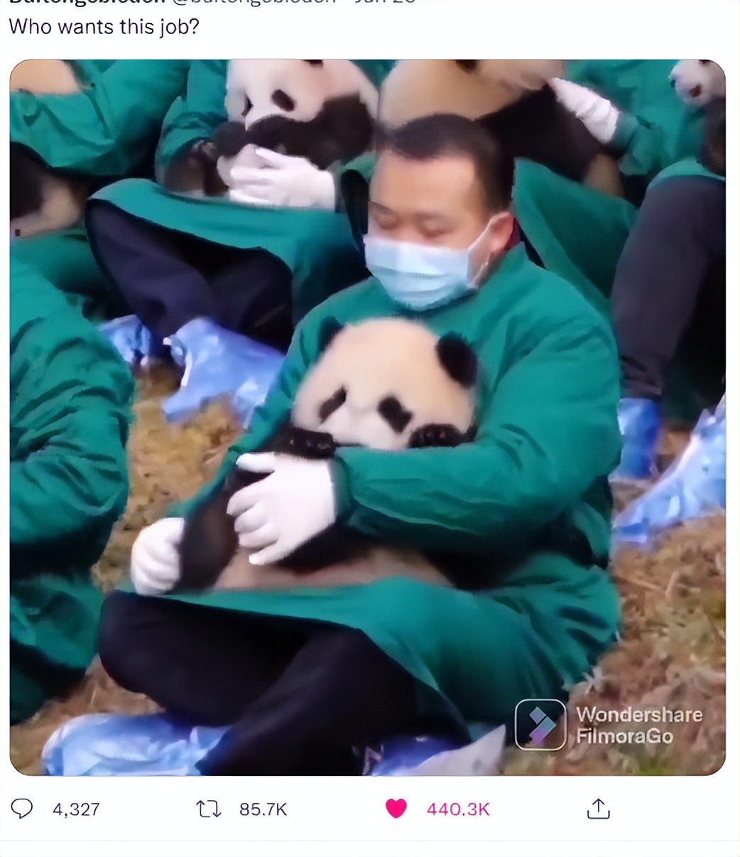 中国招聘抱熊猫的职位若干，可有1000多万外国网友想应聘，怎么办