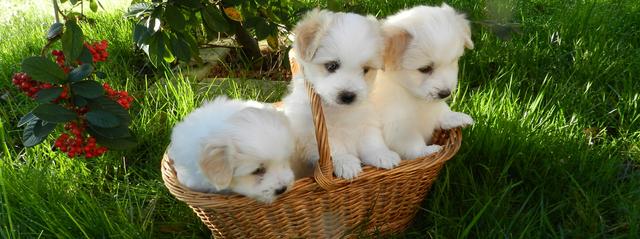 作文描写练习丨如何描写小狗的特点？从这三个方面下笔