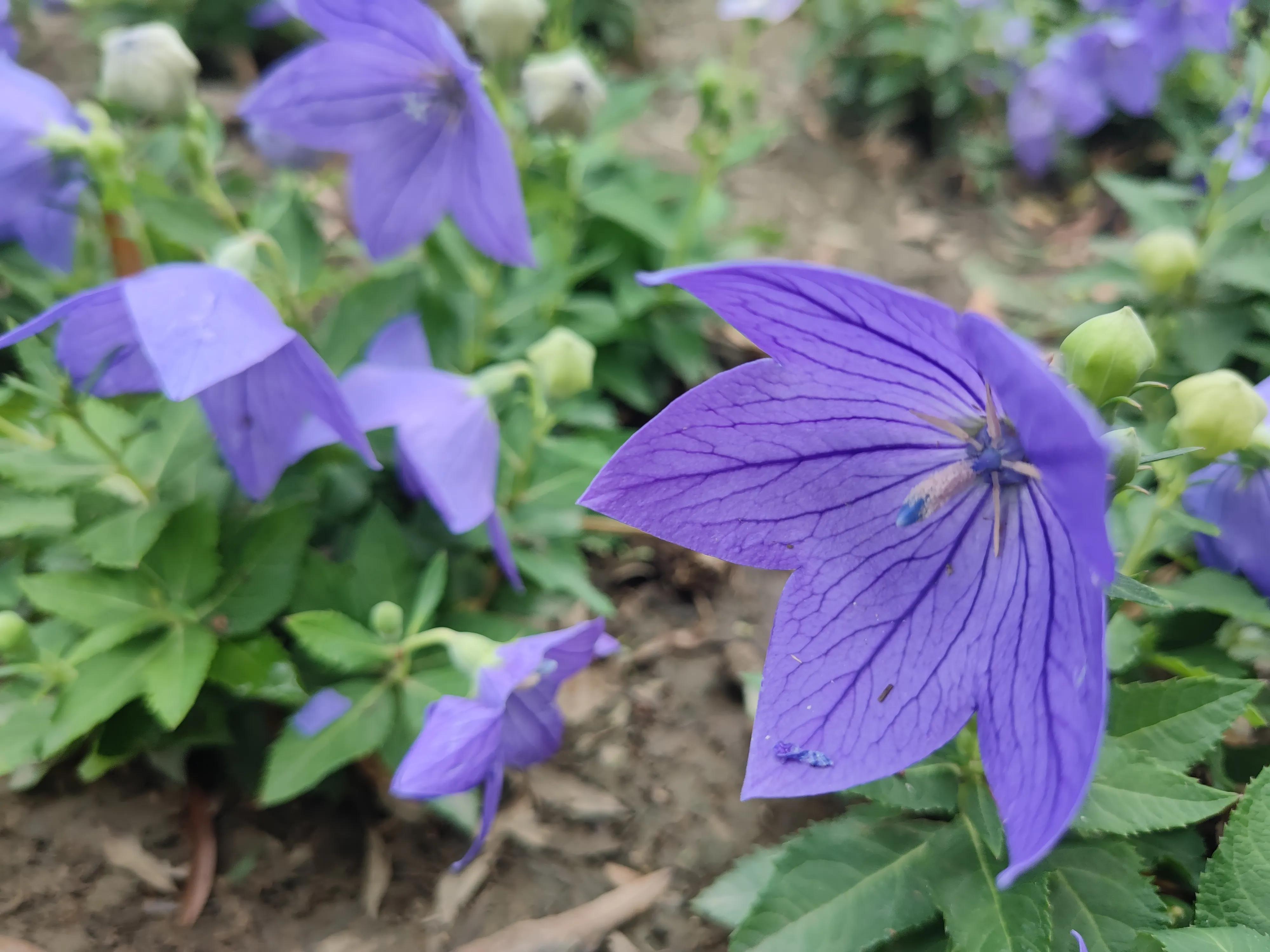 不知名的紫色小花，开在角落里……