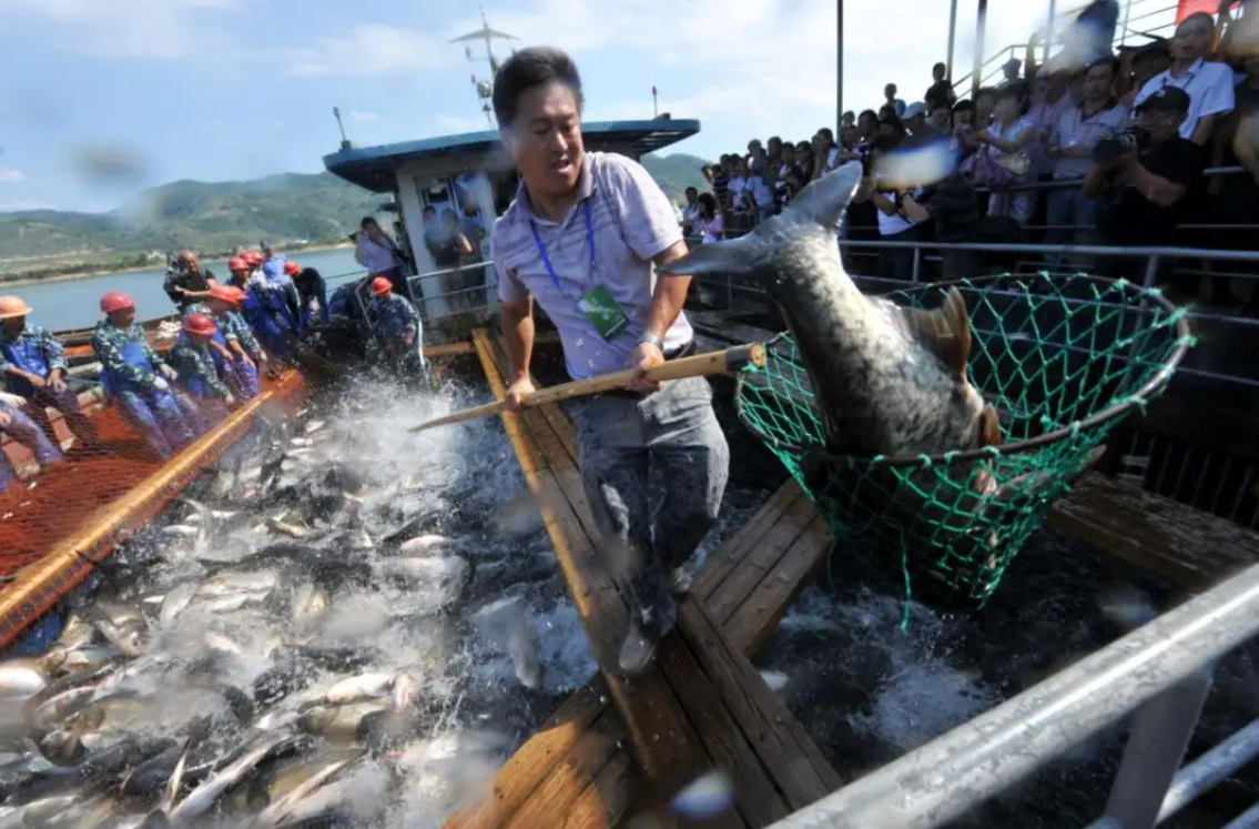 一网捞3万多公斤！千岛湖有机鱼曾爆有“洗澡鱼”，如何判断？