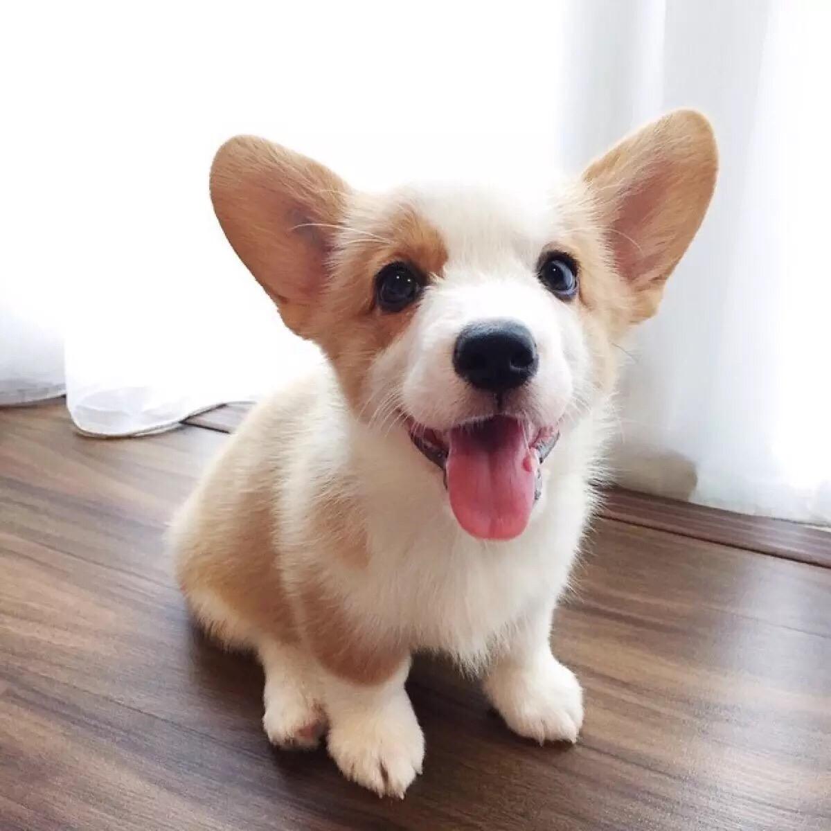 柯基犬的优缺点，看完以后，再决定养不养