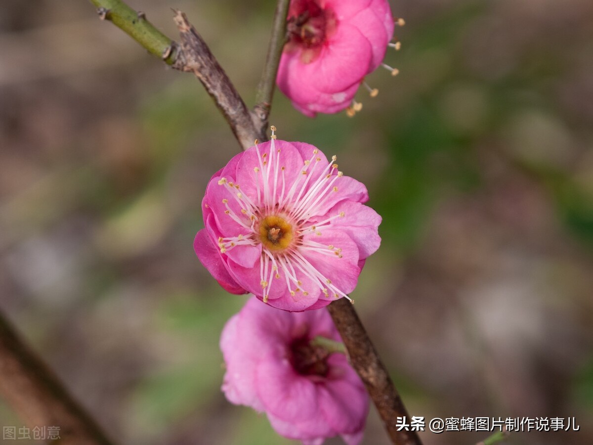 百花争放暗香溢，留连忘返戏蜂蝶