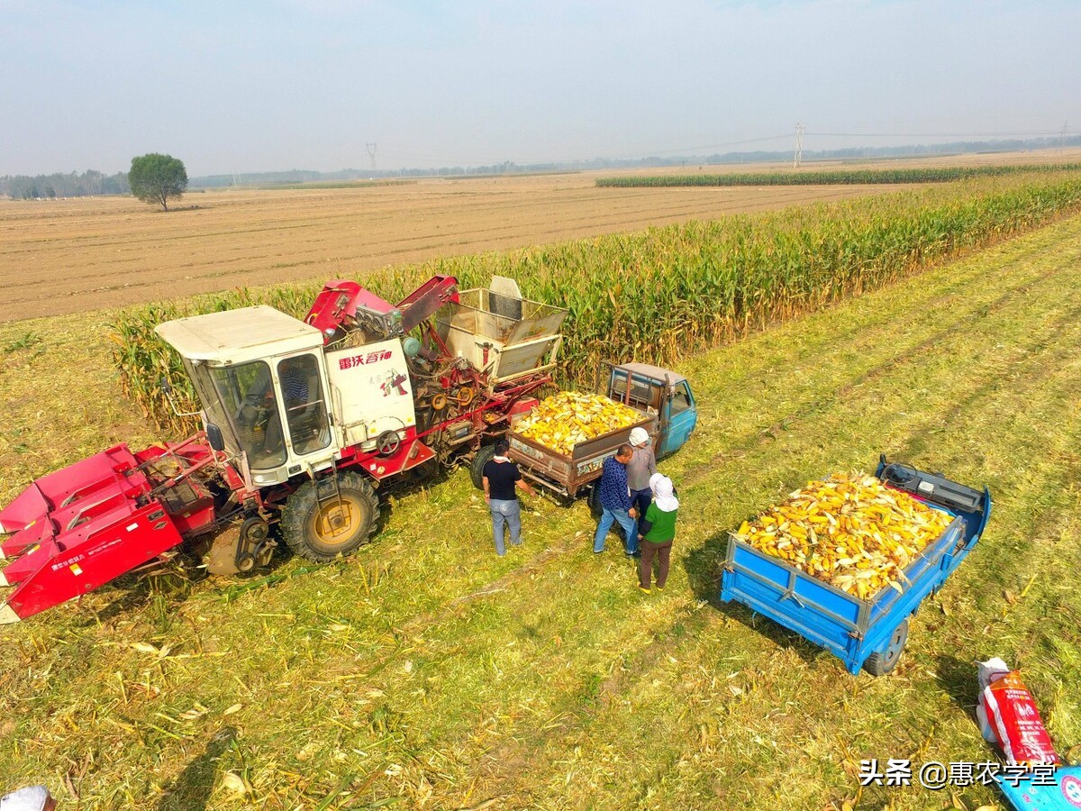 粮食补贴包括什么？怎么申请？2022年各地粮食补贴政策最新标准