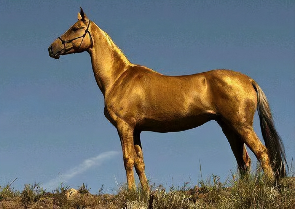 世界名马-摩根马