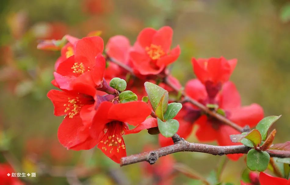疫情挡不住春天的脚步，小编带你去看古城秦州的春暖花开
