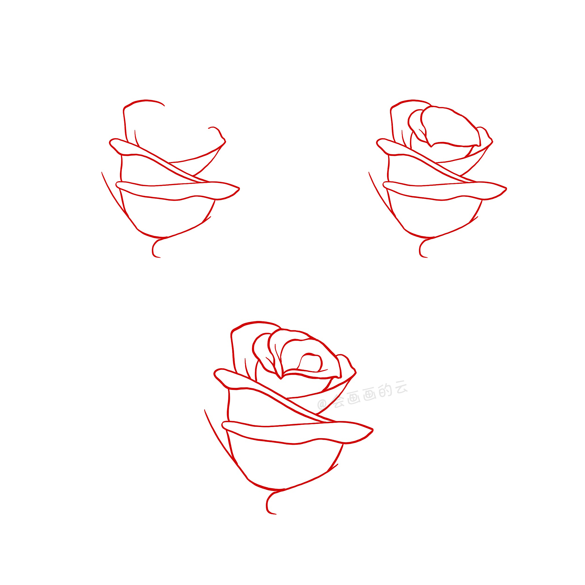 玫瑰花资料简单图片