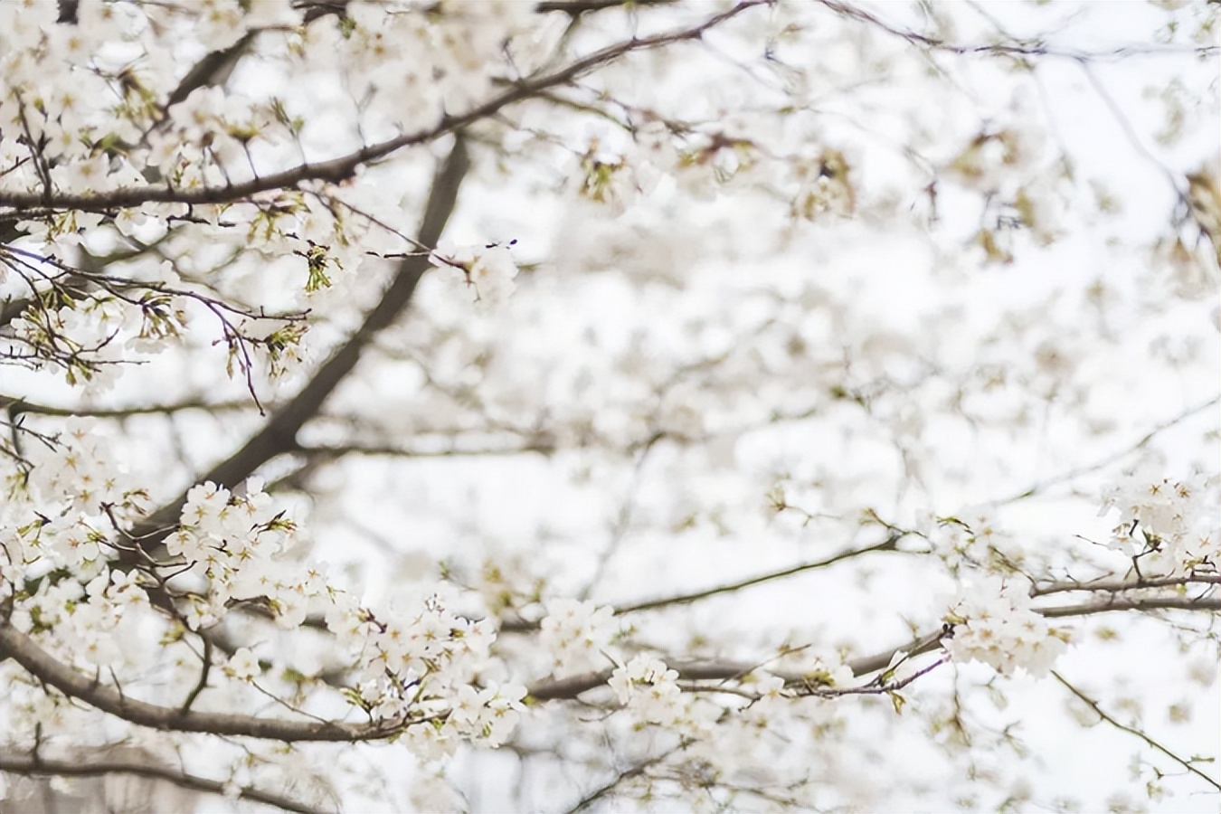 享“国内唯一”美誉！湖北这所高校种下三棵树，寓意特殊底蕴深厚