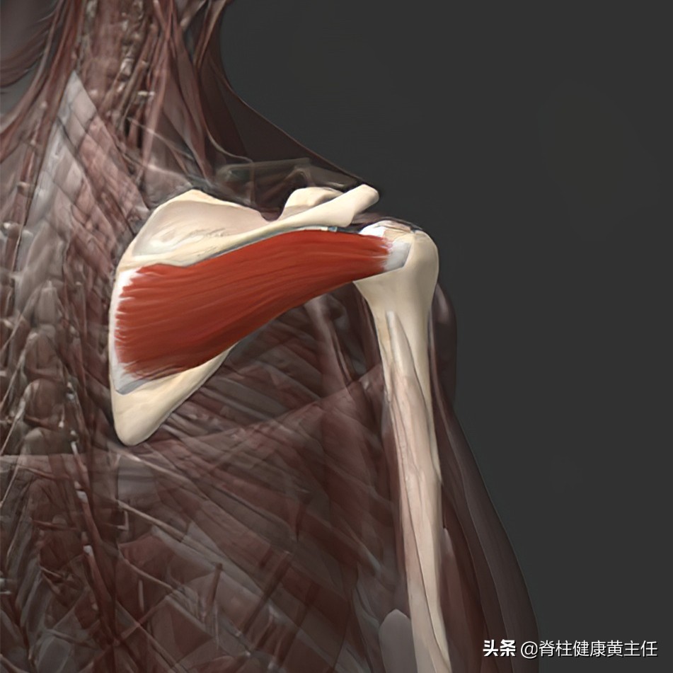 肩胛骨内侧缘疼痛,该怎样与其他疾病相鉴别?我来跟您详细讲清楚