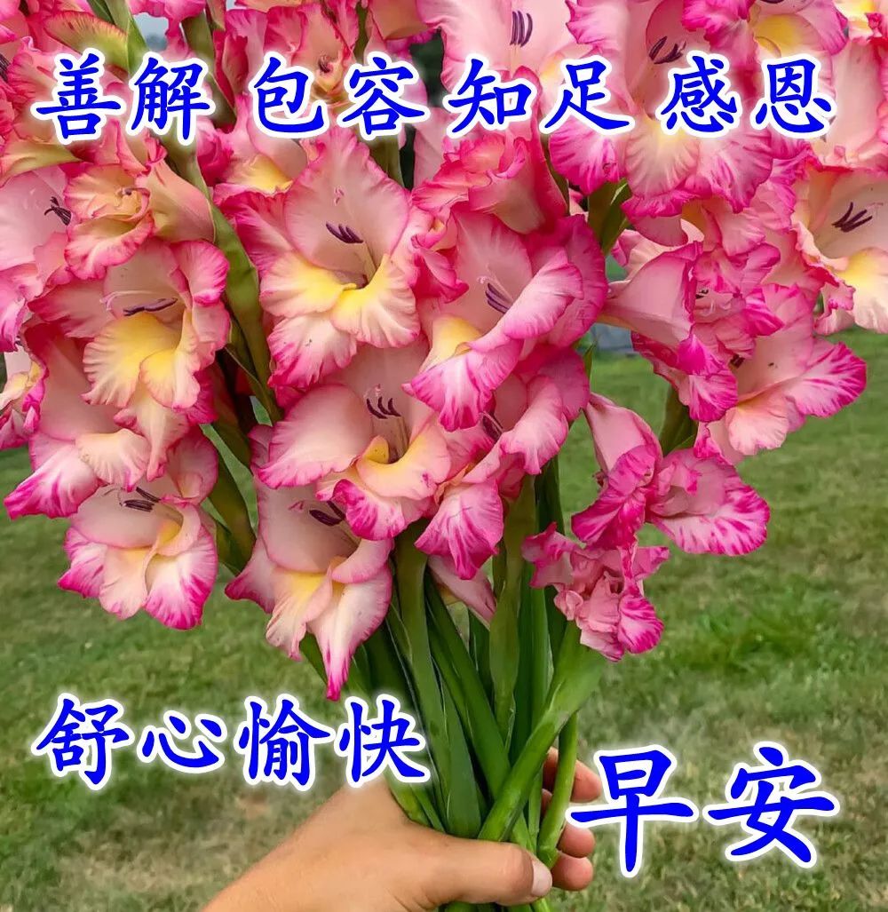 春天最新早上好图片带字大全 鲜花早上好问候语和关心话图片