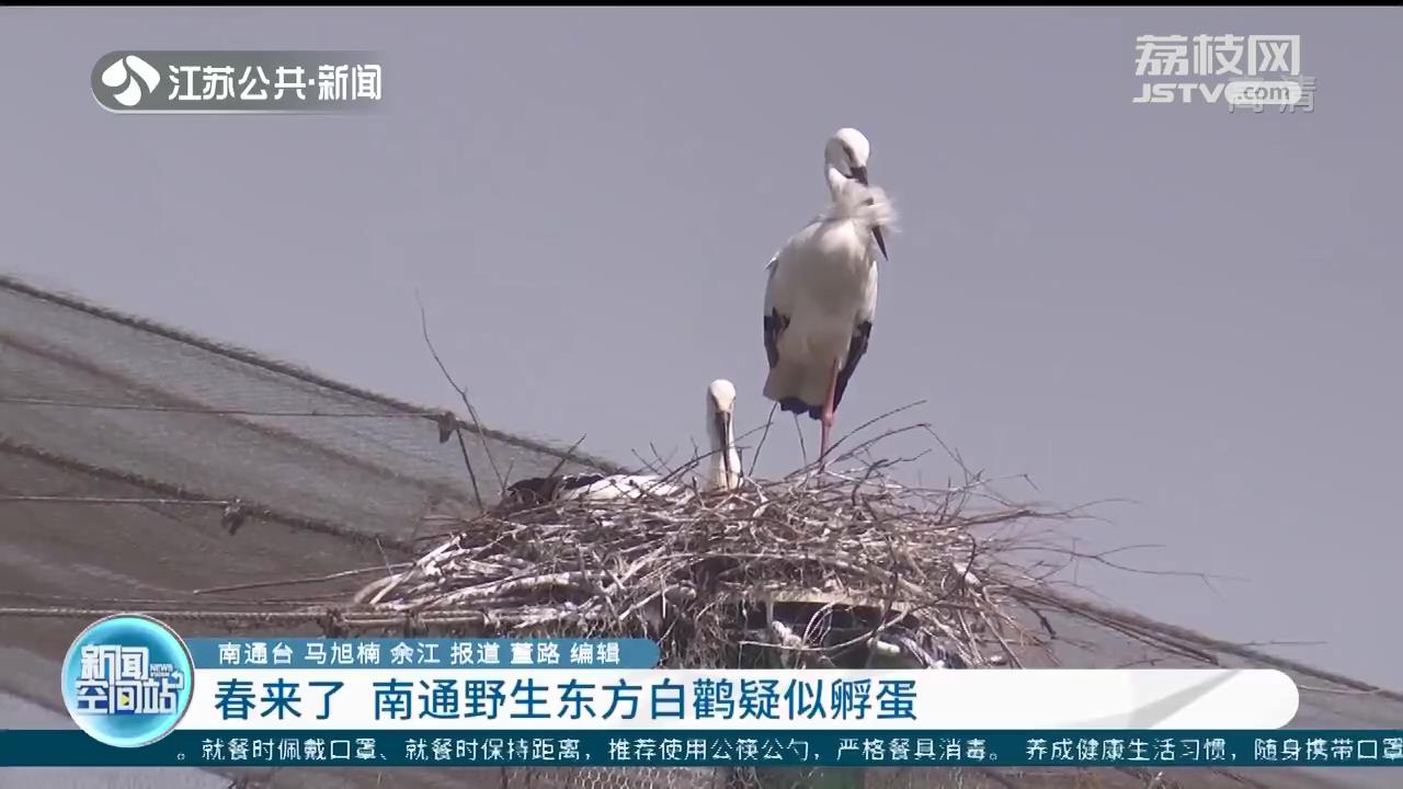 春天来了 南通野生东方白鹳疑似孵蛋