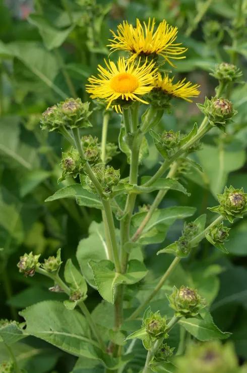 中药古今研究:土木香