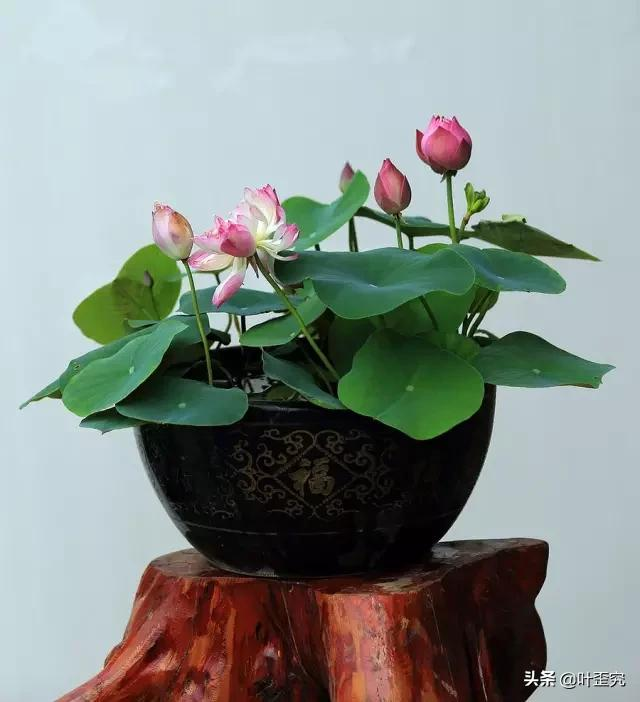 中国十大名花,您都知道吗?