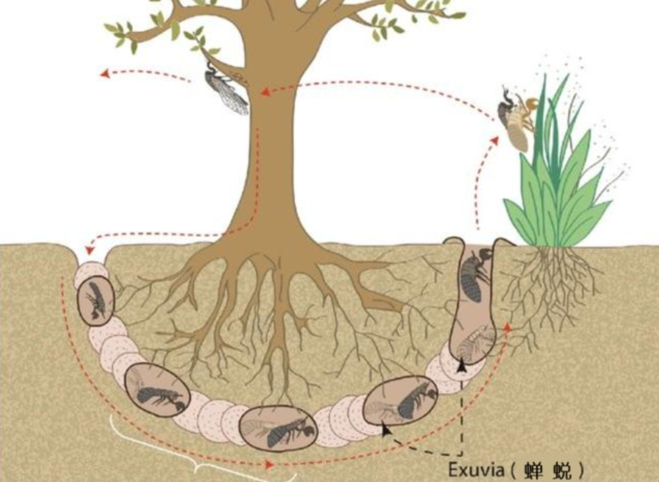 蝉在树上产卵却从地下出来，原因何在？“刨出”的土都去哪了？