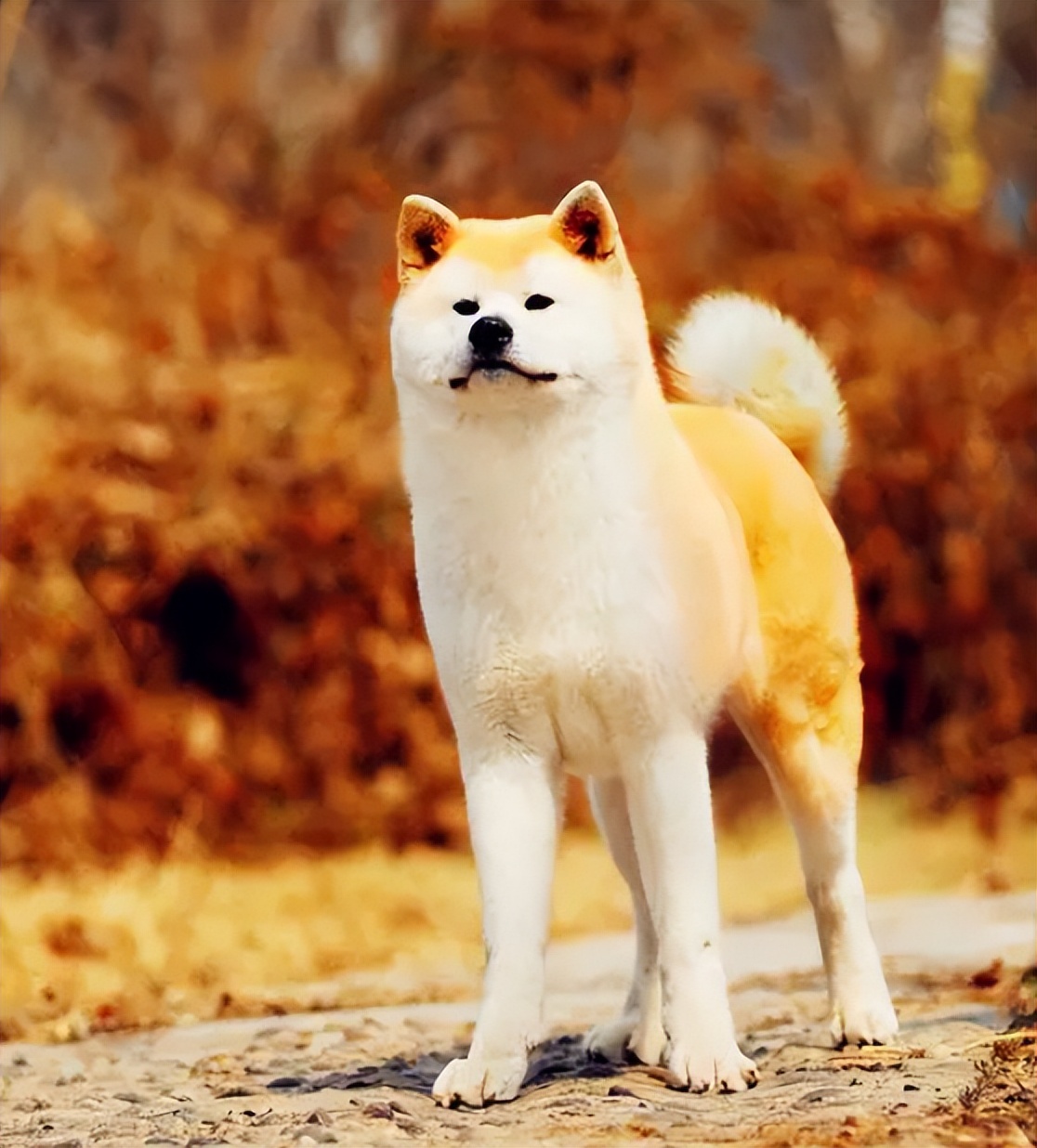 日本的国宝级犬种—秋田犬 114货源网
