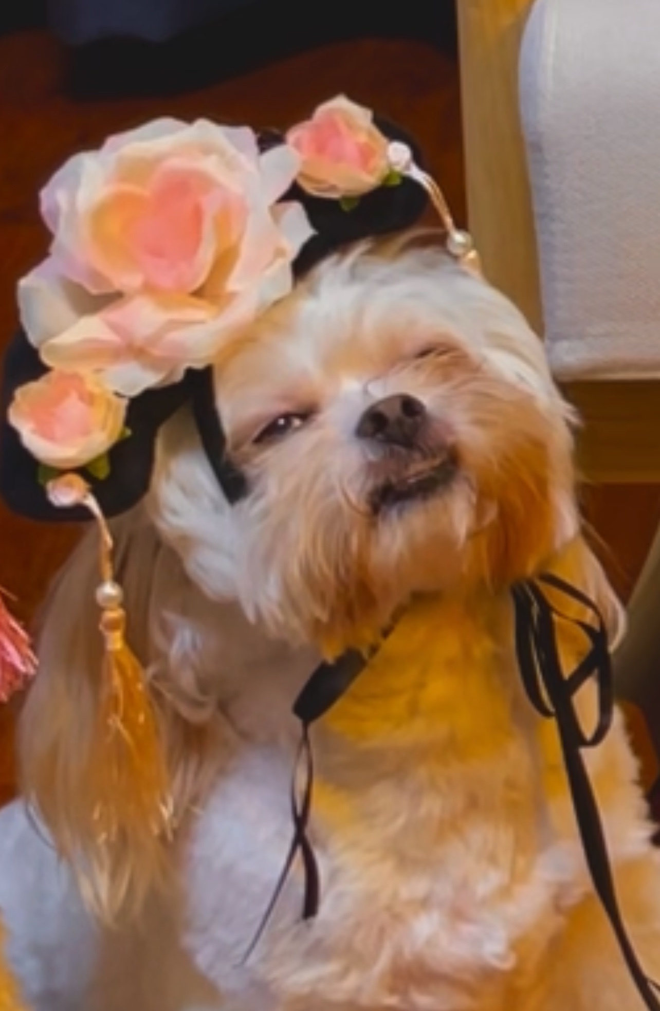 柯铭:一人四狗圈粉千万,戏精狗狗模仿甄嬛,上演狗界宫斗大戏