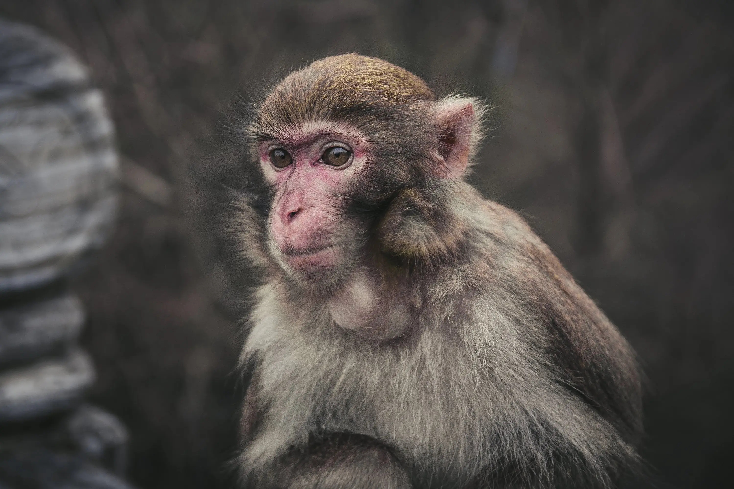 猴子指一生肖是什么生肖是什么生肖 二六指什么生肖 - 时代开运网