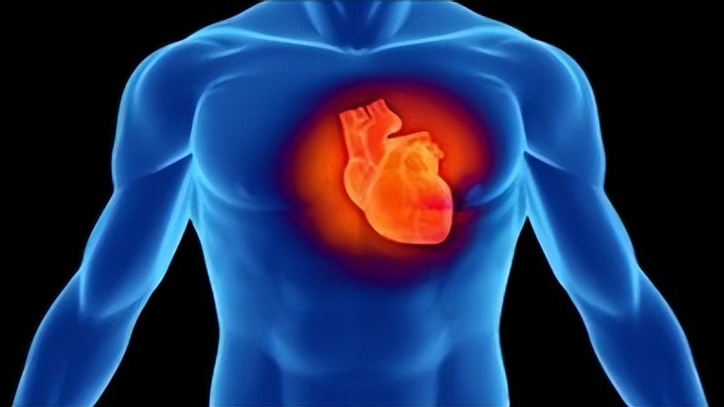 心脏对我们的作用有多大?