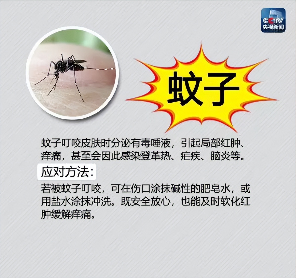 夏季蚊虫出没,这份最全防虫手册及应对方法请收好!