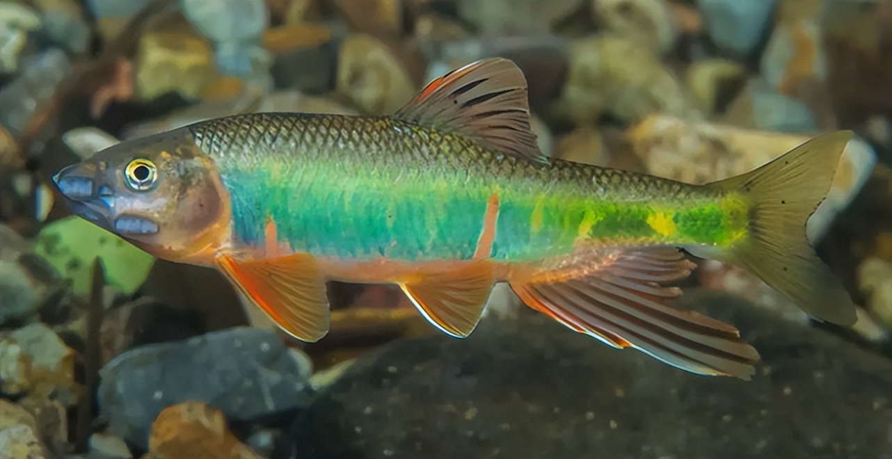 被称为"鱼中极品"的马口鱼,生长快繁殖力强,为何如今少见了?