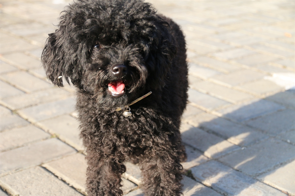 为什么很少人养"黑泰迪"?原来跟这几点有关