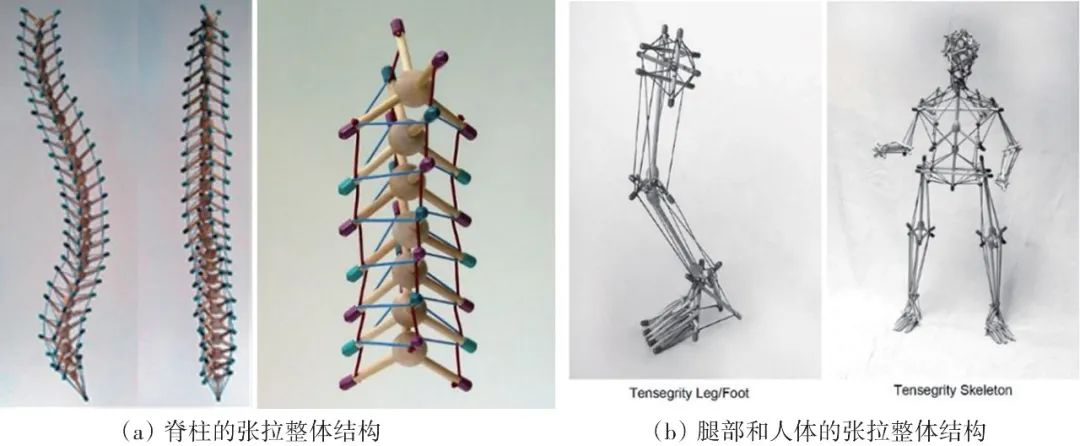 地面移动、空间探测、生物仿生……张拉整体机器人关键技术研究进展