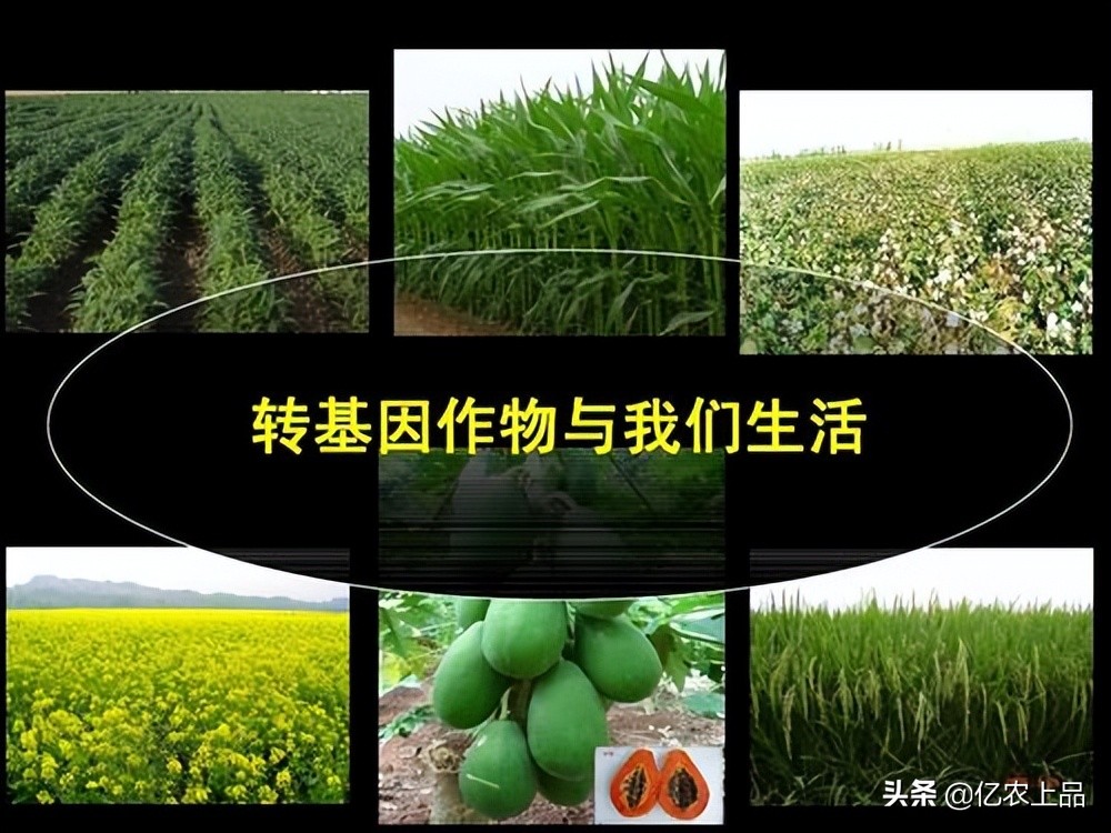 关于“转基因”您了解多少？