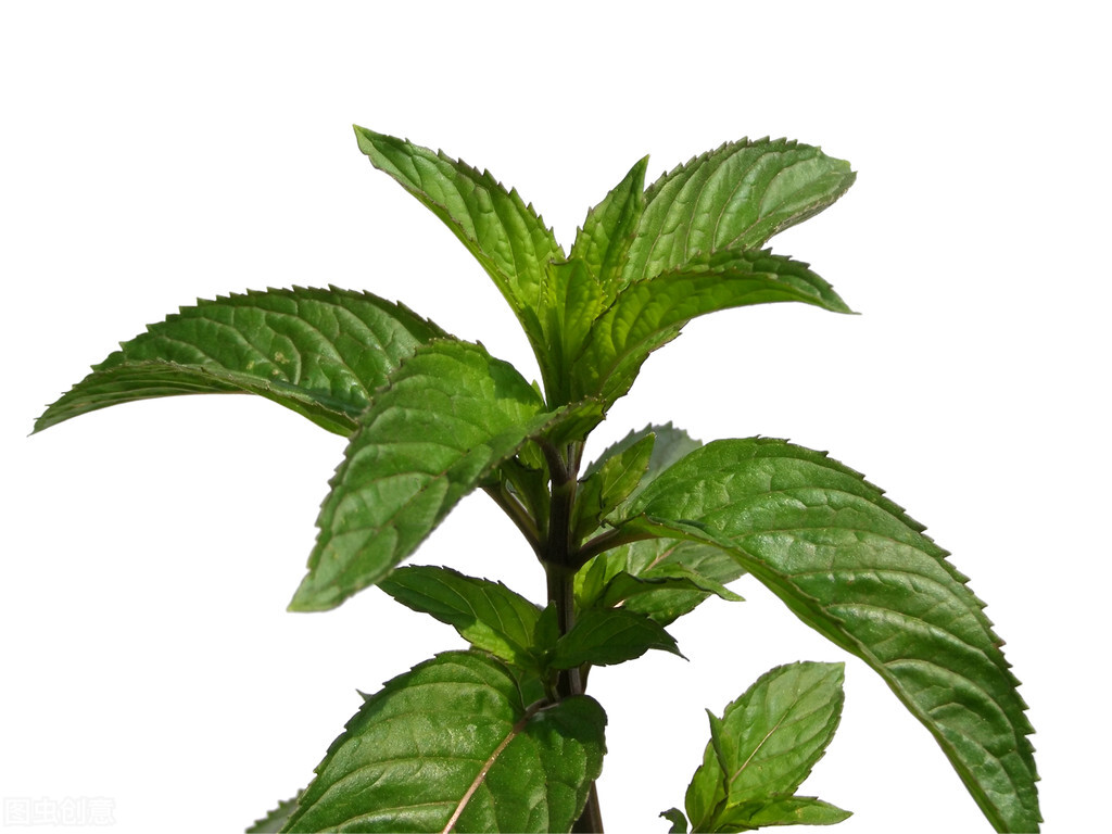 皱叶留兰香是什么（一文揭秘皱叶留兰香和薄荷的区别）