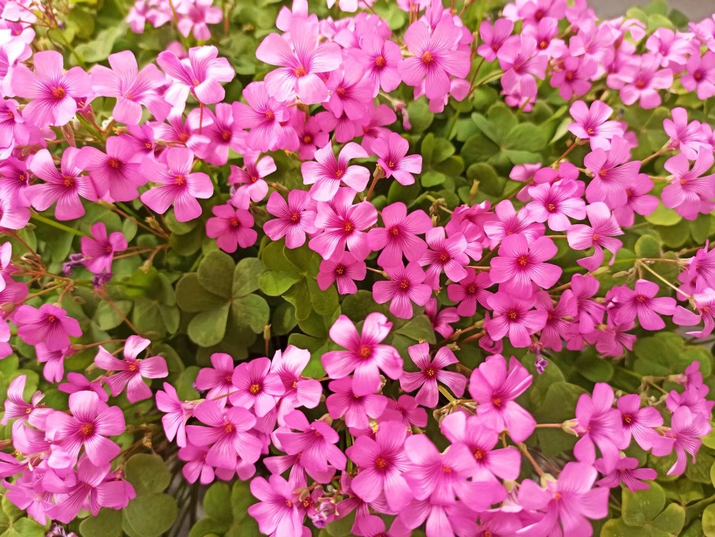 我的小花花 酢浆草 天天看点