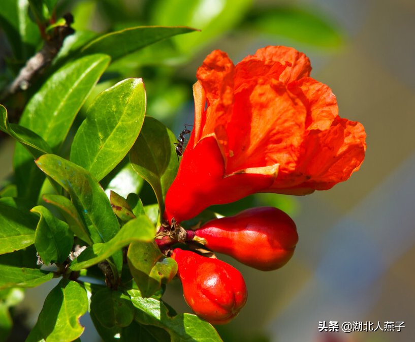 夏季摘野菜，送你61种野菜大图鉴，让你轻松认识各种野菜和吃法