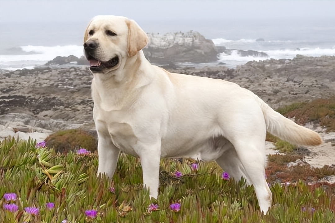 纯种拉布拉多犬辨别图片