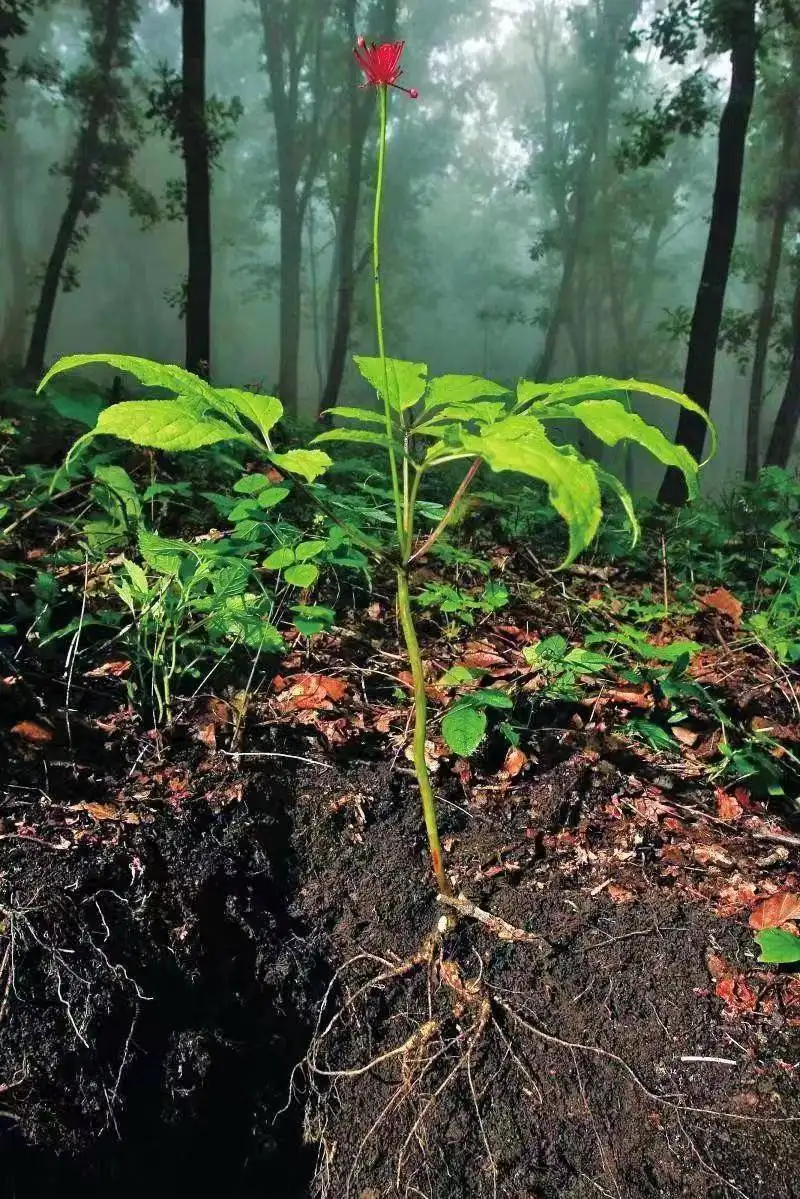 同样是人参,30克野人参300万元,为什么园参批发价2元一根?