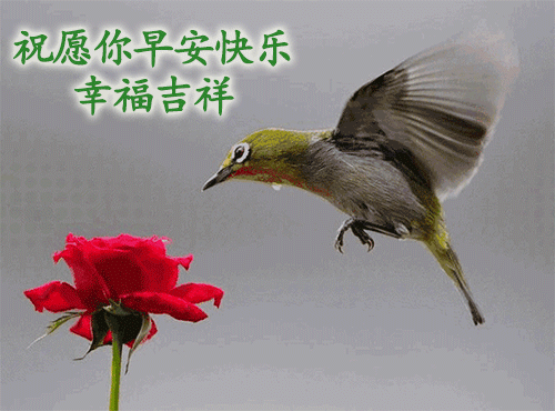清晨问候大家早上好的动态图表情图片 幸福从早安开始图片
