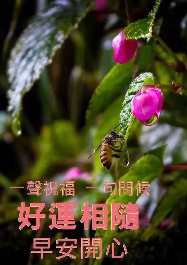 早上好微信早安心语励志语录分享，感谢好友一路相伴图片