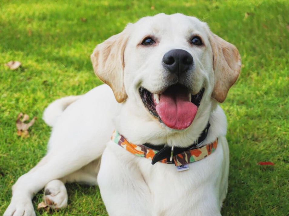 拉布拉多吃什么牌子狗粮好(泰迪犬吃什么牌子的狗粮好) - 114货源网