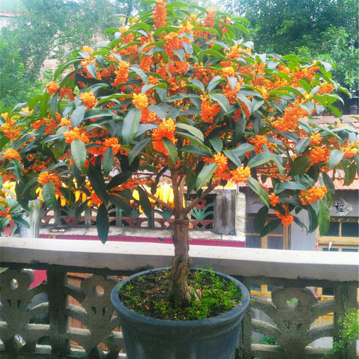屋后种什么树有靠山（七种吉祥树屋后种一棵实用又旺家）