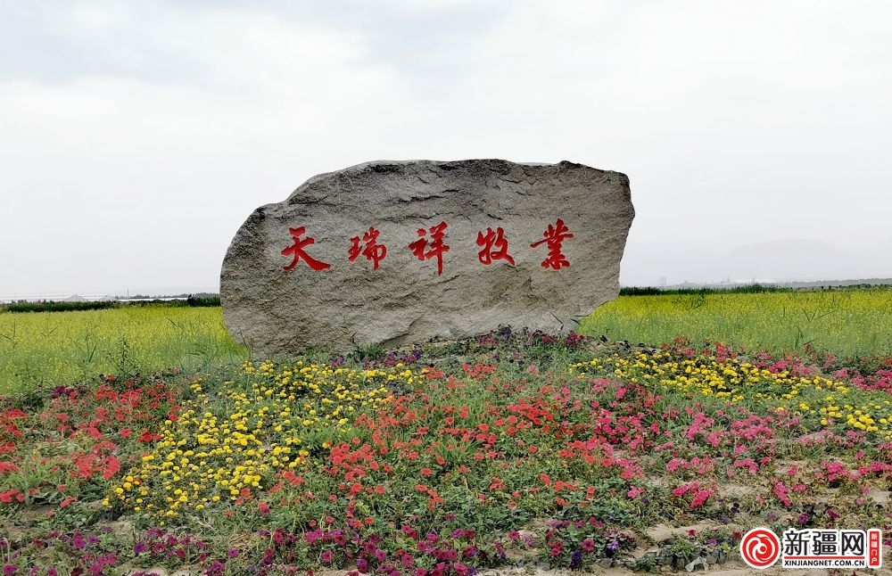 新疆和靜：天瑞祥牧業(yè)引進(jìn)大型智能擠奶設(shè)備 助力乳業(yè)提質(zhì)升級(jí)
