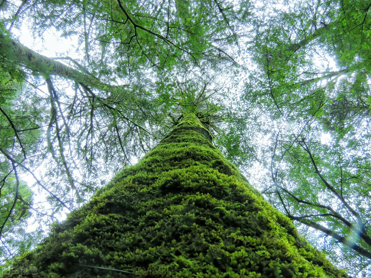 爱上大自然的一抹绿,轻松玩转森林秘境,打卡8处国内最美森林