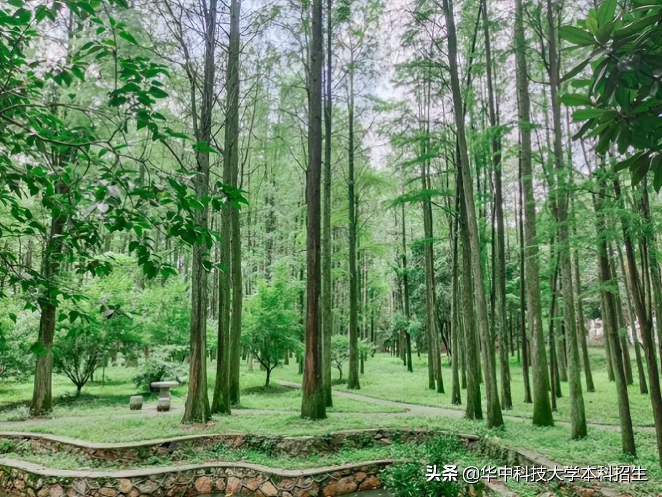 急速升温！这个夏天，华中科技大学将成全国“最火热”大学！吸引世界目光！