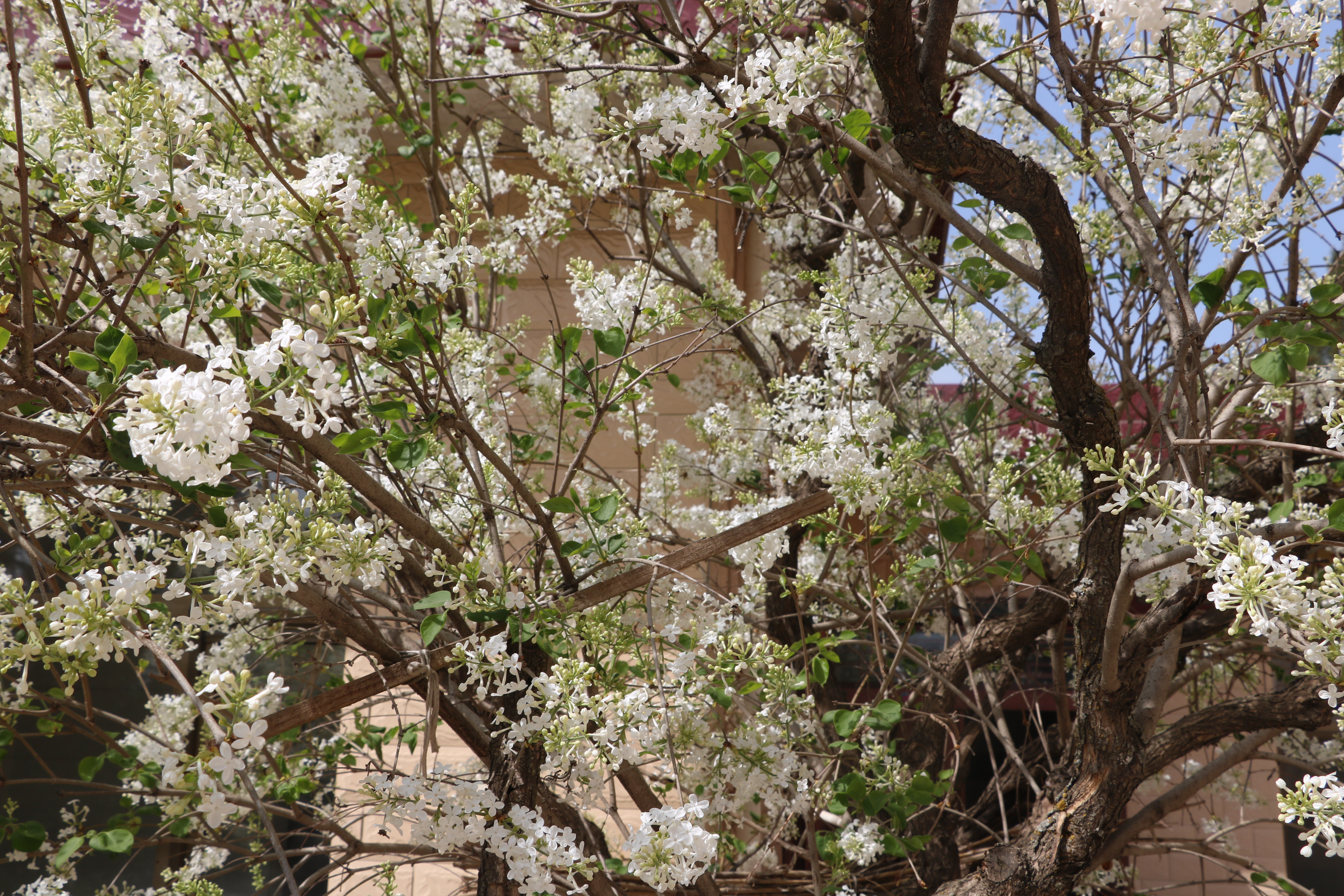 白丁香树花盛开素雅而清香 香气四溢引人醉
