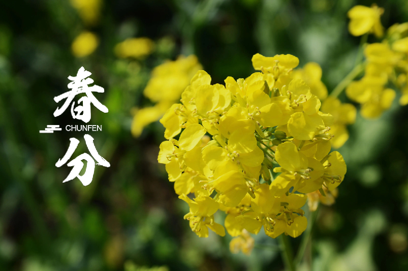 春分 | 春半日暖 昼夜平分，十首春半的诗词，带你览尽美好春光