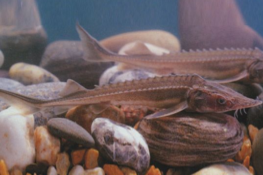 黑龙江鱼类"三花五罗十八子"名实图考(最新修订版)