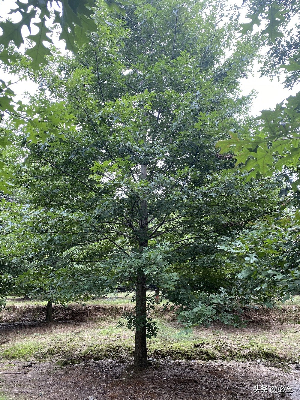 金叶复叶槭图片（分享园林中常见的进口彩叶树种）